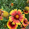 ainur_69963