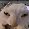 oye_33644