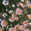Littlejk