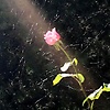rwzt_80050