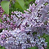 lilac_36780