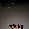 jovani_66433