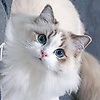nour_35617