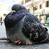 Pigeon-