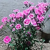 ali_64882
