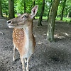 pete_951