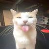 miaw_58087