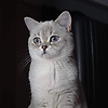 erva_75037