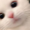 user_730086