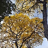lucas_31506
