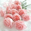 Rose_8