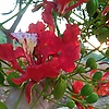 agnishika_83827