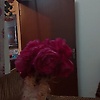 masood_62243
