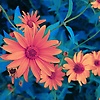 tim_63176
