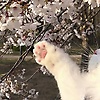 alinda_26_
