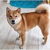 AkitaInu0425