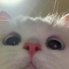nika_29095