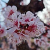 Kayainne