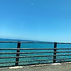 bear_40802