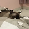 hazzy_27883