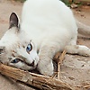pata_48133