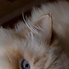 hasbi_24200