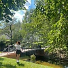 swan_86046