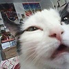 Azzatot