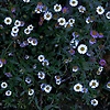 mawa_58085