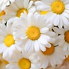 mariem_17208