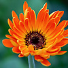 ahmad_15910