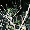 lidya_123455
