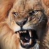 Aaiman_g