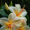 muhammad_17196