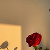 roseprince_55691