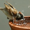 sparrow001