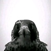 mohamed_31872