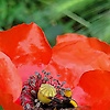 A_resilient_poppy