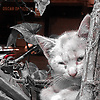 ahmadkarim_47601