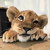 user_123456789