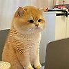 noor_91711