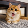 Moewmoew