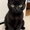 Black_Kitty_Pretty