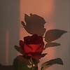 mimo_60028