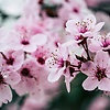 cherry098