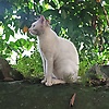 achu_27914