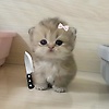 theuser12