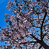Blu_Sky_