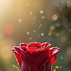 delight_84690