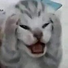 hirubangga
